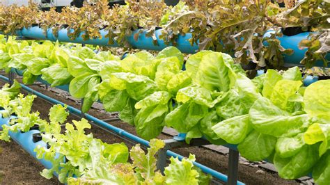 Hydroponic Gardening The Art Of Plant Spacing