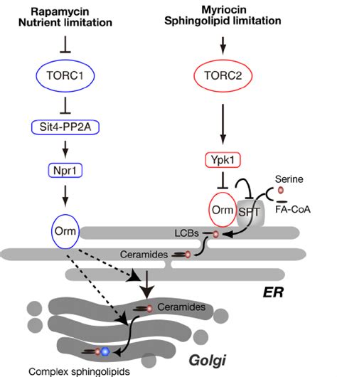 Model Of Regulation Of Sphingolipid Synthesis By TORC1 And TORC2