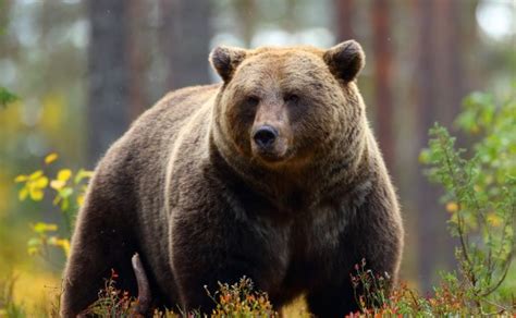 Ursus Treuhand in Wabern