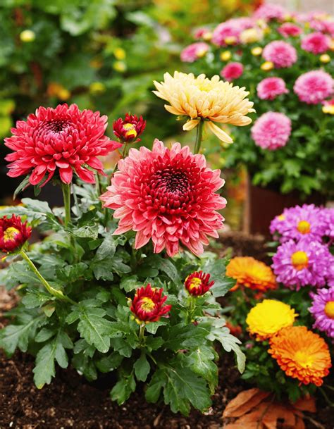 will garden mums come back 8