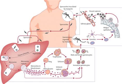 Plasmodium Vivax Habitat Characteristics Structure Life Cycle