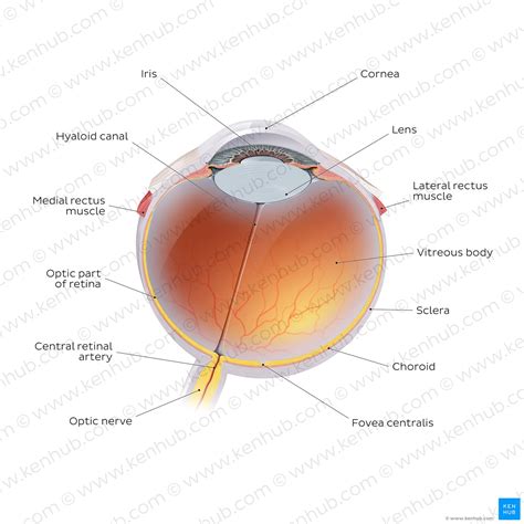 Blood vessels and nerves of the eye: Anatomy | Kenhub