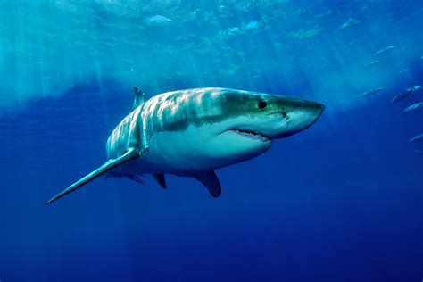 The deadliest and most dangerous shark species