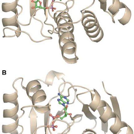 Structure Of The Complex Formed Between Af1521 And ADP Ribose A