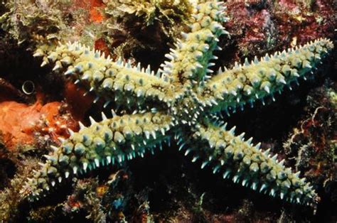 Biodiversidad Costa Granadina y Fauna Estrella de mar común