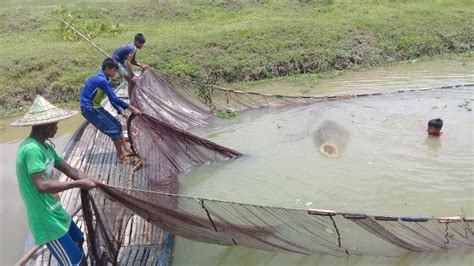 Village Small Fishing Fish Catching By Using Net Ultimate Fishing