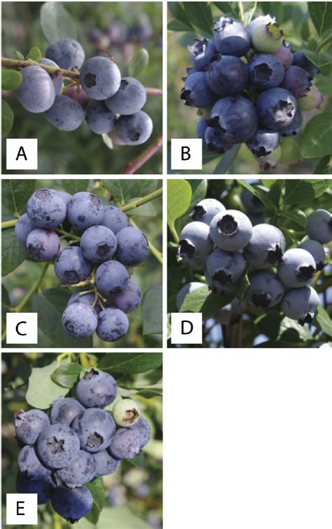 Five Southern Highbush Blueberry Cultivars Were Harvested At Four