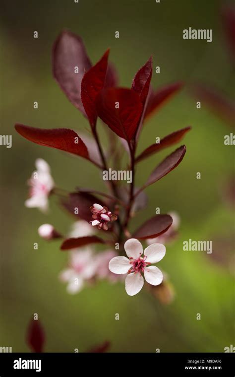 Purple Leaf Sand Cherry Prunus X Cistena Growing On A Bush In Spring