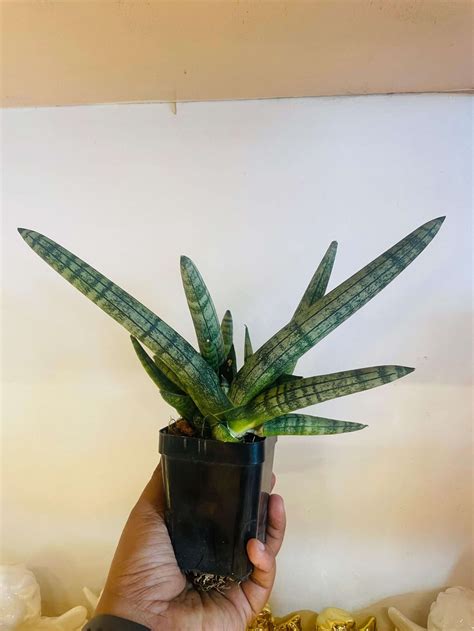 Starfish Sansevieria Buy Starfish Sansevieria Online Indoor Plants