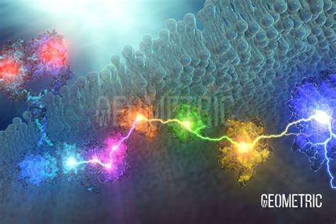 Signal Transduction Illustration | Geometric Medical Animation