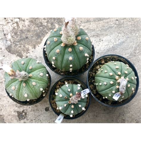 Jual PAKET BIJI Kaktus Astro Asterias Mix TERMURAH Seedling Cactus