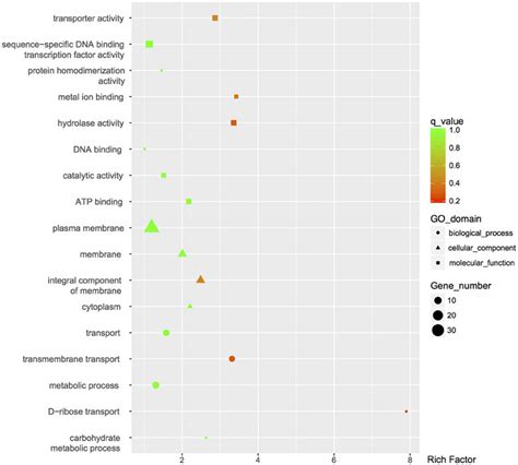 Go Enrichment Analysis Of Differentially Expressed Genes Go Terms With