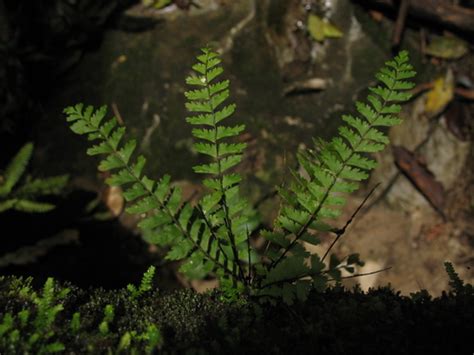 Asplenium Formosum · Inaturalist Mexico