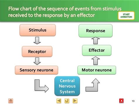 Stimulus Response Model of the Nervous System Diagram | Quizlet