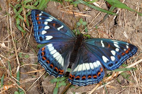 Gro Er Eisvogel Weibchen Bild Bestellen Naturbilder Bei Wildlife Media