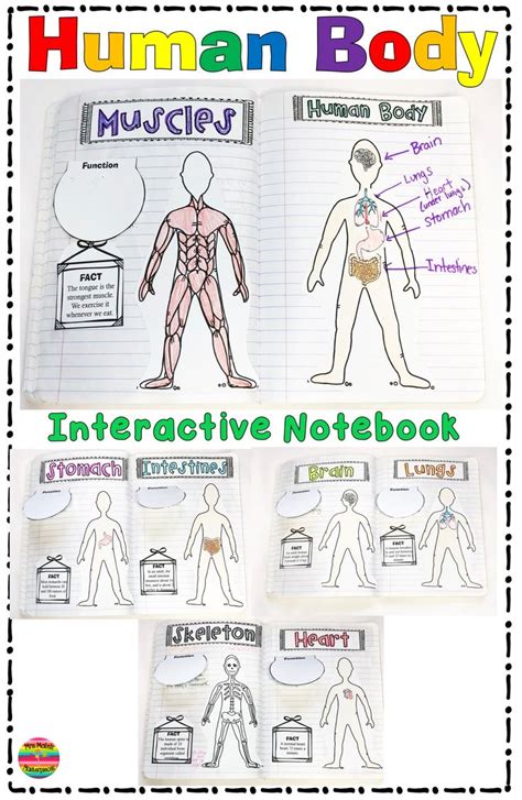 Human Body Systems Interactive Notebook Body Systems Interactive