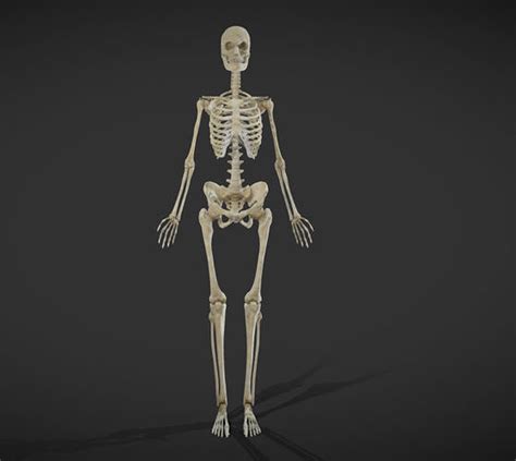 3D model Female Skeletal System Skeleton VR / AR / low-poly | CGTrader