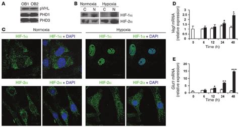 Primary Mouse Osteoblasts Express Components Of The Hif Pathway A