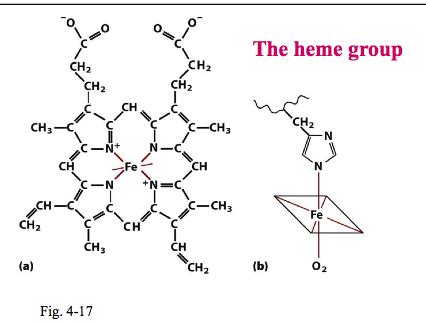 Biochem Chapter Protein Structure Folding Flashcards Quizlet