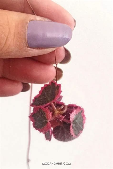 Strawberry Begonia Care Guide Saxifraga Stolonifera