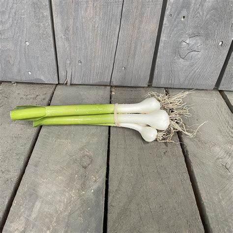 Aillettes Jeune Ail Frais Les Jardins Du Boisclair