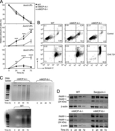 A Role For Serglycin Dependent Tryptase Mouse Mast Cell Protease Mmcp