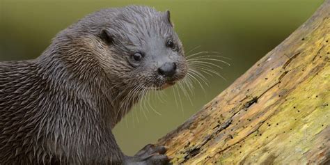 Wild Wetlands: Mammals | Tame Valley Wetlands