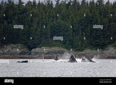 Humpback Whales Megaptera Novaeangliae Community Hunting Humpback