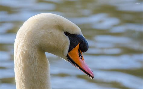 Swan Close Up Wallpaper Animal Wallpapers 46417