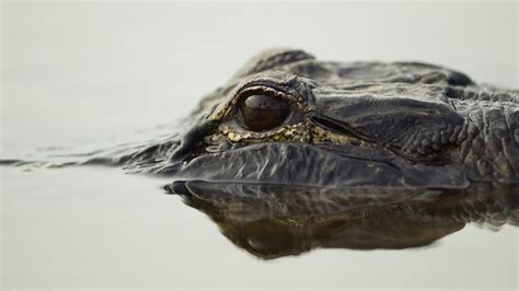 Florida Man Traps Huge Thrashing Alligator In Trash Can On Viral Video