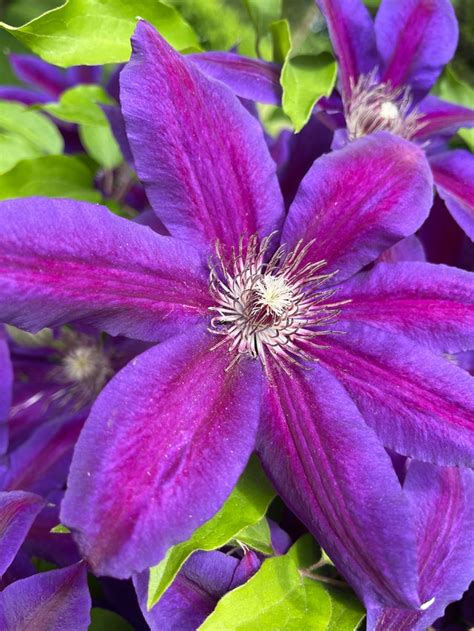 How to Grow Clematis for Beginners (Care Sheet) - Gardenisms