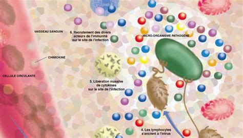 Covid Et Orage De Cytokines Quand Le Syst Me Immunitaire S