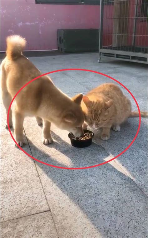 抢着吃的饭最香，猫：你为啥吃我的猫粮？狗：因为你吃了我的狗粮