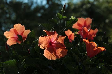 Flor Hibisco El Verano Foto Gratis En Pixabay Pixabay