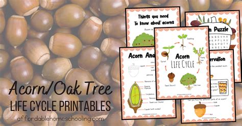 Acorn Tree Life Cycle MouseFlex