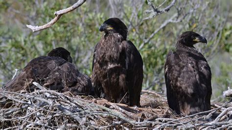 The Bald Eagle Nest Cam Brings Viewers Up Close And Personal With A