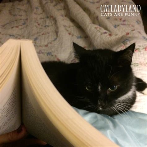 Catladyland: Cats are Funny: Reading With Cat