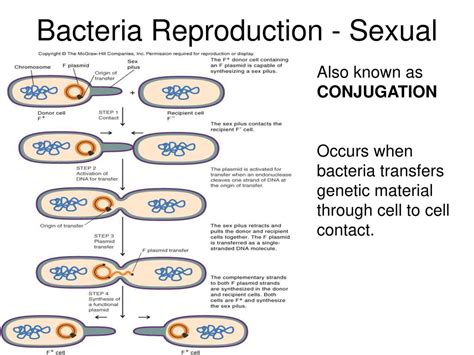 Bacteria And Viruses Ppt Download