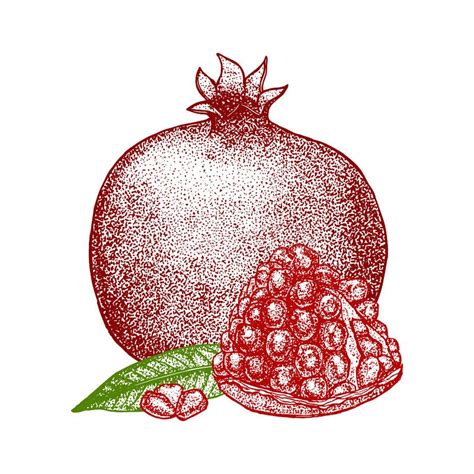 Pomegranate Hand Draw Sketch Vector Stock Vector Illustration Of