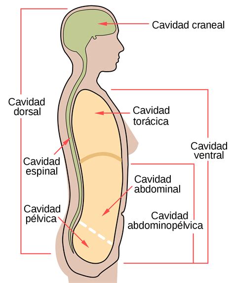 Cavidad Abdominal Wikipedia La Enciclopedia Libre Cavidades Del