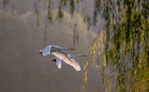 山西平陆：黄河湿地迎来越冬白天鹅