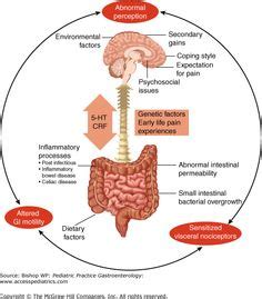 8 Best Enteric Nervous System ideas | enteric nervous system, nervous system, nervous