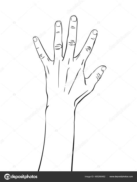 Hand Showing Five Fingers Hand Drawn Vector Illustration Line Art Stock ...