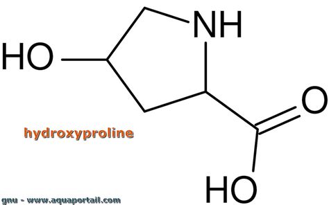 Hydroxyproline D Finition Et Explications