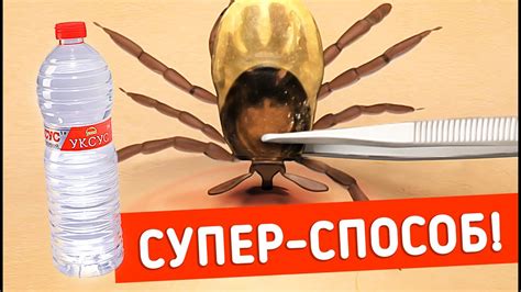 Что делать, если укусил КЛЕЩ? ПАРАЗИТЫ! - YouTube