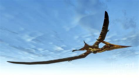 Pteranodon Bird Flying In Blue Sky Digital Art By Elena Duvernay Fine