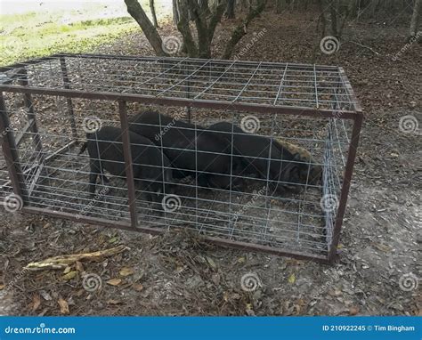 Wild Hogs Caught In Trap Stock Image Image Of Trees 210922245