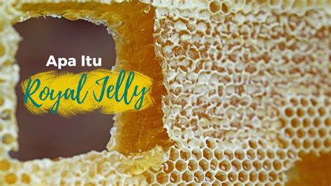 10 Manfaat Hebat Madu Royal Jelly Bagi Kesehatan Tubuh Natural Farm