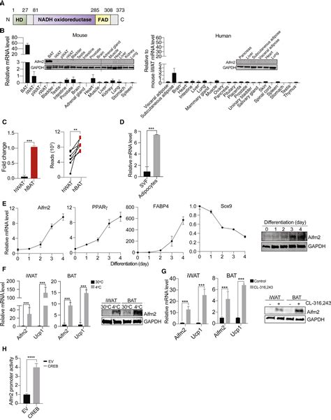 Aifm2 A NADH Oxidase Supports Robust Glycolysis And Is Required For