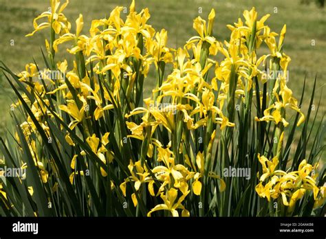 Yellow Irises June Iris Halophila Flowers Stock Photo Alamy